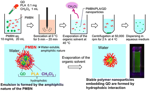 Figure 4. Schematic representation of the entrapment of QDs by PLA nanoparticles and coating with MPC polymers.