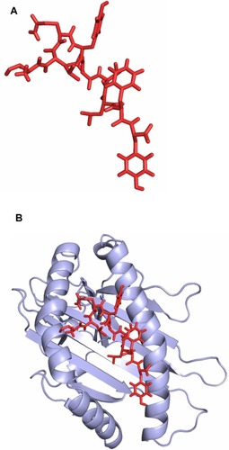 Figure 3 HLA-B*15:01 and epitope KSSTGFVYF interaction analysis. (A) The three dimensional structure of the epitope KSSTGFVYF. (B) The epitope KSSTGFVYF binds in the groove of the HLA-B*15:01.