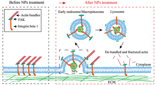 Figure 6. Schematic of the possible mechanisms of the inhibition of cell migration caused by NPs via integrin beta 1.