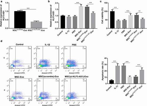 Figure 1. MSC-Exo-mediated KLF3-AS1 represses apoptosis of IL-1β-treated chondrocytes. MSCs were transfected with si-KLF3-AS1 or Scramble. Exosomes were extracted from the modified MSCs. (a) The expression of KLF3-AS1 in the exosomes was assessed by qRT-PCR. MSCsi-KLF3-AS1-Exo vs. MSCScramble-Exo: P = 0.0001. Chondrocytes were treated with IL-1β, or followed by treatment of PBS, MSC-Exo, MSCScramble-Exo or MSCsi-KLF3-AS1-Exo. Normal chondrocytes served as control. (b) The expression of KLF3-AS1 in the chondrocytes was examined by qRT-PCR. MSC-Exo vs. PBS: P < 0.0001; MSCsi-KLF3-AS1-Exo vs. MSCScramble-Exo: P < 0.0001. (c) Cell viability of chondrocytes was detected by performing CCK-8 assay. IL-1β vs. Control: P < 0.0001; MSC-Exo vs. PBS: P = 0.0008; MSCsi-KLF3-AS1-Exo vs. MSCScramble-Exo: P = 0.0043. (d) Apoptosis of chondrocytes was examined by performing flow cytometry. IL-1β vs. Control: P < 0.0001; MSC-Exo vs. PBS: P < 0.0001; MSCsi-KLF3-AS1-Exo vs. MSCScramble-Exo: P = 0.0004.