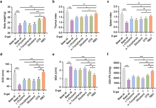 Figure 3. RBO improves antioxidant status in D-gal-induced senescence mice. (a) Changes in body mass in mice after indicated treatment of D-gal injured mice. Organ Index of thymus (b) and spleen (c) in D-gal injured mice after indicated treatment. Levels of SOD (d), MDA (e) and GSH-Px (f) in serum in D-gal mice. All data are presented as Mean ± SEM, (n = 8). *P < .05, **P < .01, ***P < .001. RBO: rice bran oil, OTS: γ-oryzanol plus α-tocopherol and sitosterol.