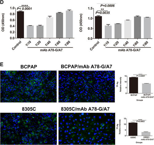 Figure 2 mAb A78-G/A7 negatively regulates TF-Ag expression in TC cells. (A) The expression of TF-Ag in TC cell lines was detected by immunofluorescence, and normal thyroid cells were used as a loading control. The arrows point to cells that express TF-Ag. BCPAP and 8305C cells showed relatively high TF-Ag levels. The horizontal coordinate represents the grouping, respectively are Nthy-ori 3–1: normal thyroid cells; TPC-1: papillary thyroid cancer cells; BCPAP: papillary thyroid cancer cells; cal-62: anaplastic thyroid cancer cells; 8305C: anaplastic thyroid cancer cells. The ordinate represents the TF-Ag positive cell percents. Data=means±SEM. Compared with the Nthy-ori 3–1, ***P<0.001, ****P<0.0001. (B) The control group was used as a reference, and the TC cell line was treated with a gradient concentration of mAb A78-G/A7 starting from 1:10 to observe cell adhesion. The adherent cells in medium containing 10% FBS were photographed under a microscope. BCPAP: papillary thyroid cancer cells; BCPAP mAb A78-G/A7 Treated Groups: BCPAP cells with mAb A78-G/A7 treated; 8305C: anaplastic thyroid cancer cells; 8305C mAb A78-G/A7 Treated Groups: 8305C cells with mAb A78-G/A7 treated; 1/10, 1/20, 1/40, 1/60, 1/80 are the concentrations of antibodies that used. (C) The expression of the adhesion factor N-cadherin was detected by immunofluorescence. Consistent with the results of the adhesion experiment, the expression of the adhesion factor N-cadherin was also downregulated after mAb A78-G/A7 treatment, further confirming that mAb A78-G/A7 inhibits the adhesion of TC cells. The horizontal coordinate represents the grouping, respectively are: BCPAP (papillary thyroid cancer cells) and BCPAP/mAb A78-G/A7 (BCPAP cells with mAb A78-G/A7 treated); 8305C (anaplastic thyroid cancer cells) and 8305C/mAb A78-G/A7 (8305C cells with mAb A78-G/A7 treated). The ordinate represents the expression levels of N-cadherin. Data=means±SEM. Compared with the BCPAP, ****P<0.0001; Similar results observed in 8305C, ***P<0.001. (D) We further determined the optimal concentration of mAb A78-G/A7 to use in TC cells by determining the cell adhesion rate after using a gradient concentration of the antibody and the cell adhesion rate decreased significantly at a ratio of 1:20. The horizontal axis represents the concentration of mAb A78-G/A7 that used to treat cells, and the vertical axis represents the adhering cells that were quantified by reading the absorbance value (OD value) at 450 nm. Data=means±SEM. Compared with the Control group (BCPAP or 8305C without mAb A78-G/A7 treated), *P<0.05, **P<0.01, ***P<0.001, ****P<0.0001. (E) Immunofluorescence was used to analyze the expression of TF-Ag in cells with or without mAb A78-G/A7 treatment to further demonstrate the negative regulatory effect of mAb A78-G/A7 on TF-Ag. The horizontal coordinate represents the grouping, respectively are: BCPAP (papillary thyroid cancer cells) and BCPAP/mAb A78-G/A7 (BCPAP cells with mAb A78-G/A7 treated); 8305C (anaplastic thyroid cancer cells) and 8305C/mAb A78-G/A7 (8305C cells with mAb A78-G/A7 treated). The ordinate represents the expression levels of TF-Ag. Data=means±SEM. Compared with the blank control group, ****P<0.0001.Abbreviations: mAb A78-G/A7, Thomsen–Friedenreich monoclonal antibody (A78-G/A7); TF-Ag, Thomsen–Friedenreich antigen; FBS, fetal bovine serum.