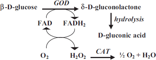Figure 1. Chemical equation of glucose oxidation catalysed by glucose oxidase (GOD) and catalase (CAT), compiled according to [Citation2].