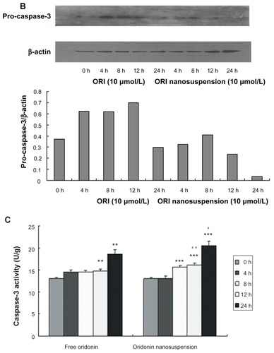 Figure 6 The effect of oridonin nanosuspension and free oridonin on apoptosis-related proteins in PANC-1 cells. (A) The expression of Bax, and Bcl-2. (B) The expression of pro-caspase-3. (C) The effect of free oridonin and oridonin nanosuspension on caspase-3 activity.Notes: **P < 0.01 vs control group, ***P < 0.001 vs control group; #P < 0.05 vs oridonin group, ##P < 0.05 vs oridonin group.Abbreviation: ORI, oridonin.