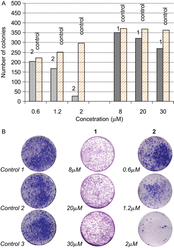 Figure 2.  (A) Numbers of leimyosarcoma (LMS) cells colonies growth after their treatment with various concentrations of 1 or 2 in contrast to numbers of LMS cells colonies growth from the untreated ones. (B) Colony efficiency of LMS cells in the absent (control) and after treatment with various concentrations of complexes 1 and 2.