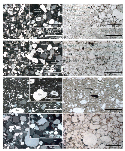 FIGURE 12. Petrographic thin-sections for representative horizons within each of the main lithofacies associations identified in exposures of the Broome Sandstone in the Yanijarri–Lurujarri section of the Dampier Peninsula, Western Australia. Images display both cross-polarized (left column) and plane-polarized (right column) lights. A, B, C, D, uppermost exposed portions of LFA-3; E, F, G, lower-uppermost exposed portions of LFA-2; H, I, J, trackway horizon of LFA-2; K, L, M, uppermost part of LFA-1, directly beneath the track-bearing horizon of H–J. Abbreviations: Qm, monocrystalline quartz; Qp, polycrystalline quartz.