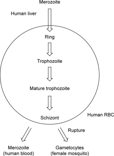 Figure 16 Blood stages of malaria parasites.