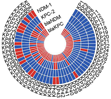 Figure 1 The results of conjugation assay. Red and blue colors, respectively, indicate positive and negative PCR results for blaNDM and blaKPC. Red color of NDM-1 and KPC-2 indicates successful conjugation transfer test results, blue color indicates failure results.