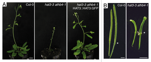 Figure 2. HAT3 and ATHB4 are required for vegetative and reproductive development in a white light environment. A) Wild-type (Col-0), hat3-3 athb4-128 and hat3-3 athb4-1 HAT3::HAT3:GFPCitation28 plants grown on soil for 5 wk in a L/D cycle (16/8 h) in white light. Bar: 1 cm. B) Siliques of Col-0 and hat3-3 athb4-128 plants grown as described in (A). White asterisks, junctions between peduncles and siliques. Bars: 1 mm. Growth conditions and light settings were as previously reported.Citation15