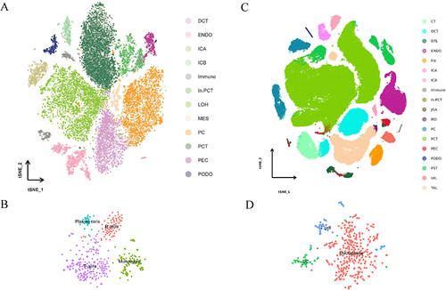 Figure 2 Integrated scRNA-seq dataset of diabetic and control samples. (A). T-distributed neighbor embedding (t-SNE) representation of cells from human snRNA-seq dataset; (B). The immune subsets extracted from human snRNA-seq dataset; (C). T-SNE representation of cells from mice scRNA-seq dataset; (D). The immune subsets from mice scRNA-seq dataset. Diabetic and control samples were integrated into a single dataset and clustered using Seurat.