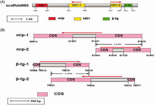 Figure 9. Structure of the MAT-A in the GiC-126 genome. (A) Structure of MAT-A. (B) Structures of the mip and beta-fg genes in MAT-A.