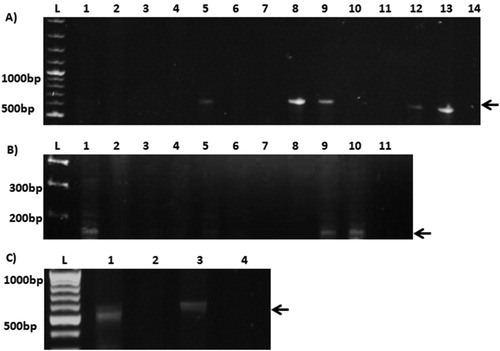 Figure 1. Gel electrogram of PCR screening of bacterial isolates. (A) Helicobacter genus screening, L = 1 Kb Generuler DNA ladder. Numbered lanes indicate PCR amplified product on 1% agarose gel. Lane 1 is the negative control, lane 2 is the positive control H. pullorum MIT strain, lanes 1–12 are H. pullorum isolates. (B) H. pullorum cdtB screening PCR; amplicons were loaded onto a 2% agarose gel. L = 1 Kb Generuler DNA ladder, numbered lanes indicate PCR amplified product from screened isolates. (C) Hcp screening PCR; amplified product was loaded onto a 1% agarose gel. L = 100 bp Generuler DNA ladder. Numbered lanes indicate PCR amplified product from screened H. pullorum isolates.