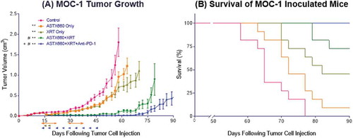 Figure 4. ASTX660 combined with XRT and PD-1 blockade significantly delays or prevents tumor growth. (A) 5 × 106 MOC1 cells were implanted into the right hind leg of wildtype female C57BL/6 mice. Mice were randomized into 5 groups (vehicle control, daily ASTX660, 2 doses of XRT, ASTX660+XRT, or ASTX660+XRT with anti-PD-1 antibody twice weekly) of 11 mice each starting 12 days after tumor inoculation. ASTX660 treatment began on day 12 with daily treatments via oral gavage for two full weeks with one week off in between (orange arrows). XRT was given in two doses of 8 Gy each on days 2 and 4 of treatment (brown arrows). Anti-PD-1 antibody was given twice weekly (blue arrows). A more detailed treatment schema is available in Supplementary Figure S3B. Error bars represent standard error of the mean. **p < 0.01 versus control, #p < 0.01 versus ASTX660 or XRT only, + p < 0.05 versus ASTX660+XRT without anti-PD-1. (B) Kaplan-Meier survival curves representing each treatment group.