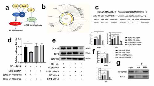 Figure 3. E2F1 promoted the transcription of CCNE2. (a) KEGG showed that CCNE family was key mediators in cell proliferation. (b, c) Construction of CCNE2 WT and MUTANT promoters (c) and pmirGLO vectors (b). (d) Luciferase activity in E2F1 pcDNA3.1 + CCNE2 mutant promoter. n = 4. (e, f) Expression of protein (e) and mRNA (f) of CCNE2 in TGF-β1 stimulated HCFs (loading control: GAPDH). n = 3. G Immunoprecipitation of anti-E2F1 to CCNE2 in HCFs lysates. *p < 0.05, **p < 0.01
