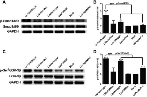 Figure 9 LNPs/siNoggin promotes osteogenesis differentiation by activating BMP/Smad and GSK-3β/β-catenin signaling pathways in MC3T3-E1 cells on day-3. (A) Effects on the expression of phosphor-Smad/1/5/9 proteins. (C) Effects on the expression of phosphor-GSK-3β (Ser9) protein. (B, D) Semiquantitative expression of phosphor-Smad/1/5/9 or phosphor-GSK-3β (Ser9) proteins by ImageJ software.Notes: *P<0.05, **P<0.01 and ***P<0.001 vs the blank group. The error bars represent the mean±SD (n=3).Abbreviations: LNPs, lipopolysaccharide-amine nanopolymersomes; lipo, lipofectamine3000.