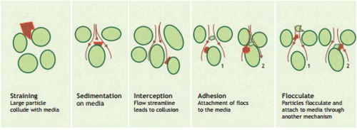 Figure 3. Schematic representation of some mechanism in water treatment (Metcalf & Eddy, Citation2003 )