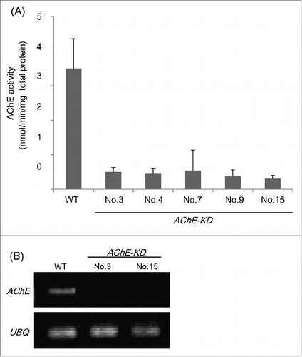 Figure 1. Generation and characterization of transgenic rice plants silencing the rice AChE gene. RNAi-silenced line: AChE-KD. WT: wild type. (A) AChE activity in 4-d-old transgenic seedlings (T2 generation) measured by the DTNB method with acetylthiocholine (ASCh) as substrate according to our previous report.Citation12 Each textured bar represents the average of 3 replicates. Thin vertical bars represent standard errors. (B) RT-PCR analysis of mRNA expression. Designation to the left of each panel indicates primers used; UBQ indicates primers for the ubiquitin-encoding gene used as an internal control according to our previous report.Citation12