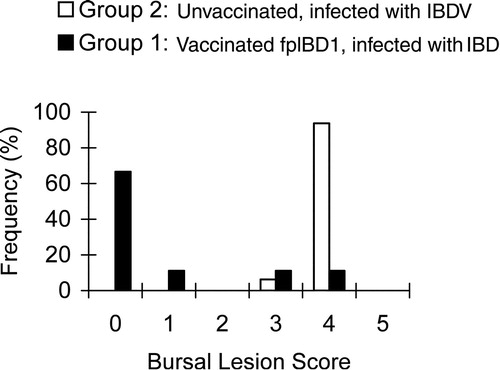 Fig. 2 Bursal lesion scores for animals following infection with IBDV F52/70. Ten vaccinated birds were sampled 5 days after infection, and 15 infected birds between 3 and 5 days post-infection, on reaching defined clinical end-points. Birds were vaccinated with fpIBD1 at 7 and 21 days of age, and infected at 31 days of age.