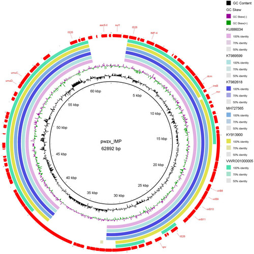 Figure 3 Sequence alignment of the pwzx_IMP plasmid in the NCBI GenBank database revealed several highly identical plasmids from different Gram-negative bacillus strains. KU886034 from the K. pneumoniae strain Kp1, KT989599 from the Citrobacter freundii strain CRE1500, and KT982618 from the E. coli strain CRE1517, MH727565 from the Citrobacter freundii strain ECL-14-57, KY913900 from the K. oxytoca strain pKOX3, VWRO01000005 from the K. pneumoniae strain BKP19.