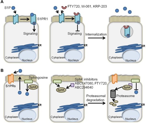 Figure 2 S1P axis modulators and their effects on S1P signaling.