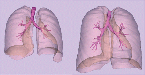 Figure 1. Lung envelopes and airways segmented from HRCT images at MLV (left) and TLC (right) for subject H147.
