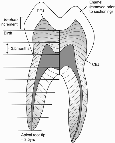 Figure 2. Incremental sampling techniques for dentine isotopic analysis across the development of the tooth (deciduous second molar). The time represented by each increment depends upon how many parts the tooth is divided into and can be calculated using Beaumont and Montgomery (Citation2016).