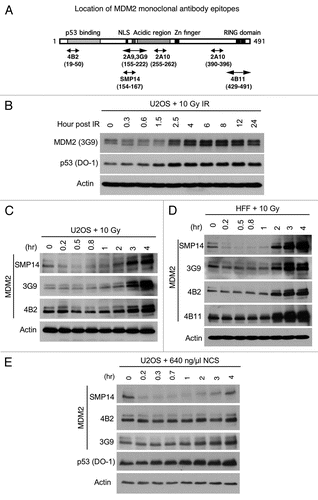 Figure 1 DNA damage reduces MDM2 reactivity to SMP14 antibody. (A) Diagram of MDM2 and epitope locations of the monoclonal antibodies used in this study. (B) U2OS osteosarcoma cells were treated with 10 Gy IR and analyzed for MDM2 level at indicated time points by western blot using 3G9. Identical amount of whole cell extract was used in each lane. (C and D) U2OS and normal human fibroblasts were treated with 10 Gy IR and analyzed for MDM2 level at indicated time points by western blot using different antibodies. (E) U2OS cells were incubated with Neocarzinostatin and analyzed for MDM2 level at indicated time points by western blot.