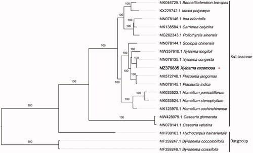 Figure 1. Maximum likehood tree showing the relationship among Xylosma racemosa and representative species within Salicaceae, based on whole chloroplast genome sequences, with 2 taxa from Malpighiales as outgroup. The bootstrap supports the values shown at the branches.