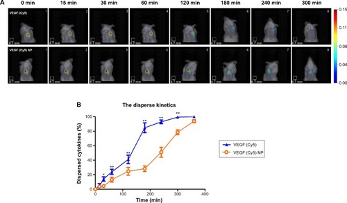 Figure 6 Dispersion kinetics of VEGF from nanoparticles was measured using the fluorescence molecular tomography assay. (A) Representative images of VEGF dispersion versus time. (B) VEGF dispersion (%) versus time.Notes: *P<0.05, **P<0.01 compared with VEGF (Cy5) nanoparticles, n=4.Abbreviations: VEGF, vascular endothelial growth factor; NP, nanoparticles; Cy5, anti-VEGF antibody; min, minutes.