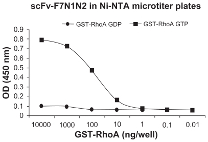 Figure 7 ELISA tests showing the selectivity of the selected probe molecule (His tagged scFv-F7N1N2) to the active conformation of RhoA proteins (RhoA GTPgS) compared to the inactive conformation (RhoA GDP) of the same protein.