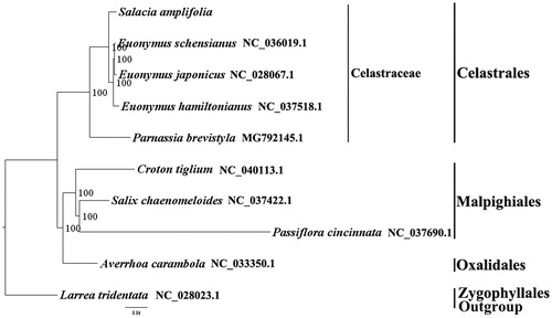 Figure 1. The best maximum-likelihood (ML) phylogeny recovered from 10 complete plastome sequences by RAxML. Accession numbers – Salacia amplifolia: MK799641 (this study); Euonymus schensianus: NC_036019.1; Euonymus hamiltonianus: NC_037518.1; Euonymus japonicas: NC_028067.1; Parnassia brevistyla: MG792145.1; Croton tiglium: NC_040113.1, Salix chaenomeloides: NC_037422.1; Passiflora cincinnata: NC_037690.1; Averrhoa carambola: NC_033350.1; outgroup – Larrea tridentate: NC_028023.1.
