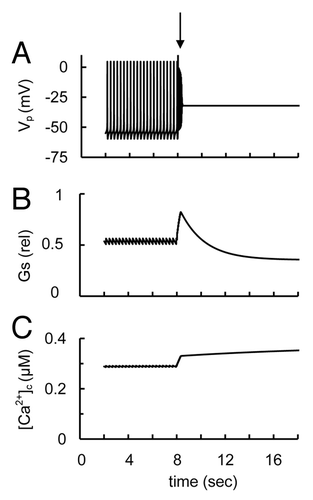 Figure 11. Simulated simultaneous [Ca2+]c increase with decreased glucagon secretion due to changes in basal conductance of Ca2+ channels (illustration to Sec. 3.4). (A) Action potential (Vp), (B) relative glucagon secretion rate and (C) [Ca2+]c transients. Non-L-type Ca2+ channels conductance (gmCaNL, Eqn. A28) was decreased from basal level (0.3 nS, Table 2) to 0.15 nS. L-type Ca2+ channels conductance (gmCaL, Eqn. A22) was increased from basal level (0.1 nS Table 1) to 0.3 nS. Glucose-induced changes were simulated as in Figure 3 by a step increase of the [ATP]/[ADP] ratio from low (ATP/ADP = 2) to the intermediate glucose level (ATP/ADP = 10) at the arrow. All other parameters were taken from the basic set of parameters (Tables 1 and 2).