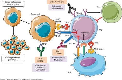 Figure 1 Immune checkpoint inhibitors in cancer treatment.