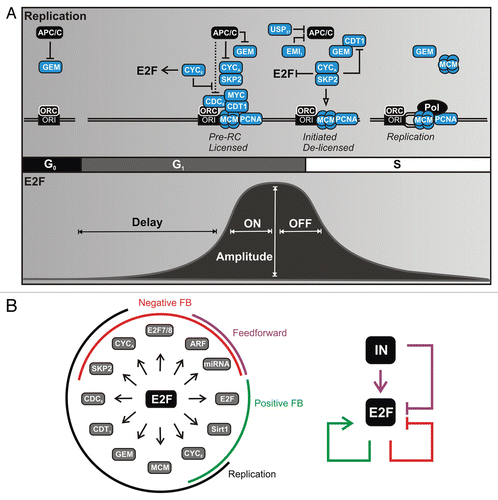 Figure 1 Temporal correspondence between DNA replication and E2F. (A) (Top) Overview of successive temporal events in DNA replication. Gene products regulated by E2Fs are shown in blue. The licensed pre-replication complex (pre-RC) contains CYCLIN E, ORC, CDC6, CDT1 and MCM situated at origins of replication (ORI). Initiation involves MYC and CYCLIN A:CDK-mediated activation of pre-RC helicase activity. Delicensing occurs through inhibition of CDT1 by protein sequestration by GEMININ along with SKP2 and PCNA-mediated ubiquitination. A temporal delay between CYCLIN E- and CYCLIN A-associated CDK activity is mediated by APC/CCDH1. APC/C, anaphase-promoting complex/cyclosome with CDH1; GEM, GEMININ; ORC, origin recognition complex; CYC, CYCLIN complexed with cyclin-dependent kinase (CDK); MCM, minichromsome maintenance proteins 2–7; Pol, DNA polymerase. (Bottom) Typical temporal pattern for E2F activators (E2F1–3) as cells re-enter the cell cycle from quiescence (G0) following growth factor stimulation. The temporal dynamics summarized in this review are indicated: (1) Delayed E2F increase relative to immediate early genes; (2) switching OFF to ON; (3) amplitude modulation and (4) switching ON to OFF. (B) (Left) Genes induced by E2F1–3 and their associated network modules. (Right) Overview of network logic involving modules of the RB-E2F network. IN, upstream signals originating from growth factor signaling and MYC.