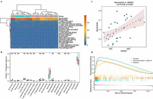 Figure 8. Immunity analysis in sepsis under therapy. The distributions of immune cells among septic samples with (red) or without (blue) response to therapy were depicted with heatmap (a) and boxplots (b). The correlation of MKNK1 expression and fraction of neutrophils was visualized with scatter plot (c); top 3 enriched pathways obtained from GSEA were showed in D