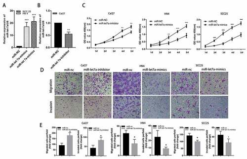 Figure 2. Effects of miR-let-7a on proliferation, migration and invasion of OSCC in vitro. (a, b) MiRNA RT-PCR was used to confirm the expression of miR-let-7a in cells transfected with miR-let-7a-mimics and miR-let-7a-inhibitor. (c) CCK-8 was were used to evaluate the proliferation of in Cal 27, HN4 and HCC-25 cells after transfection with the miR-let-7a inhibitor, miR-let-7a mimics or negative control. (d) Transwell assay was performed to detect the ability of migration and invasion of miR-let-7a inhibitor, miR-let-7a mimics transfected Cal 27, HN4 and HCC-25 cells and their negative control. (e) Quantification of Transwell assay (*P < 0.05, **P < 0.01, ***P < 0.001). All assays in this part were performed in triplicates.