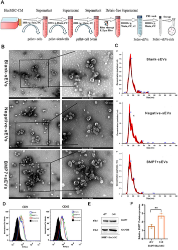 Figure 3 Isolation and identification of BMP7+sEVs. (A) Process of ultracentrifugation for hucMSC-sEVs purification. (B) TEM images of blank-sEVs, negative-sEVs, and BMP7+sEVs. (C) Size distribution of blank-sEVs, negative-sEVs, and BMP7+sEVs based on NTA. (D) Flow cytometry analysis of blank-sEVs, negative-sEVs, and BMP7+sEVs for CD9 and CD63. (E) Western blotting analysis of BMP7+hucMSCs cell and sEV for BMP7 and GAPDH. (F) Western blotting quantification. **P < 0.01.