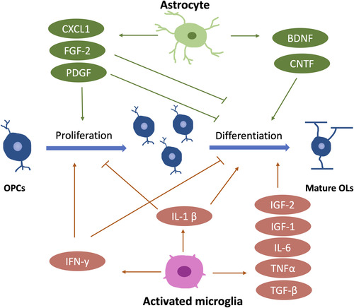 Figure 7 Major Growth Factors, Chemokines and Cytokines Released from Astrocytes and Microglia During Oligodendrocyte Lineage Development and Myelination. Arrows (→) indicate positive regulations, and the symbol (T) represents negative regulations. OPCs, oligodendrocyte precursor cells. OLs, oligodendrocyte. PDGF, platelet-derived growth factor. BDNF, brain-derived neurotrophic factor. CNTF, ciliary neurotrophic factor. IGF, insulin-like growth factor. FGF-2, fibroblast growth factor 2.