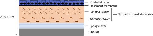 Figure 1 A diagram of the general structure of an amniotic membrane.