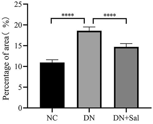 Figure 2. Quantitative analyses of Masson’s staining for percentage of fibrotic area ***p < 0.001. DN: diabetic nephropathy; DN + SAL: rats with DN treated with salidroside; NC: normal control.