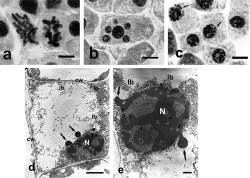 Figure 4. Changes in chromosome structure and ultrastructure in Allium test cells following incubation in sodium selenate (IV) solutions at concentration of 100 μg Se ml−1 and 400 μg ml−1 Se after 48 h of incubation. (Ślusarczyk et al. Citation2014, Citation2015). Squeezed preparation, stained with 2% aceto-orcein, observation under a light microscope; bar = 20 μm. (a) Thickened and shortened chromosomes, forming atypical C-metaphases. (b) A cell with micronuclei. (c) Typical protrusions of chromatin (arrows) formed in prolonged incubation (48 h) in sodium selenate (IV). (d) A cell following 48 h of incubation in sodium selenate (IV) solution. Degraded cytoplasm and organelles, cell nucleus displaying chromatin leaking out (arrows). (e) Strongly degraded cell nucleus with chromatin leaking out (arrows). bars = 5 μm. cw – cell wall, lb – lipid body, N – cell nucleus.