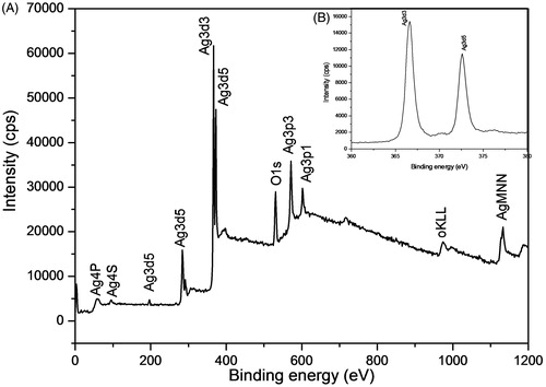 Figure 4. XPS spectra of (A) Survey and (B) Ag 3d of the synthesized PGE-AgNPs.