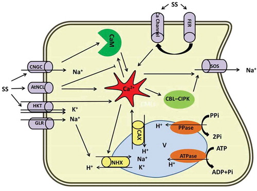 Figure 1. Diagrammatic representation of the Ca2+ role in salt stress responses in plants. Prominent role of Ca2+ under salt has been proposed in this scheme. Na+ influx to the cytosol is mediated by CNGC, HKT, GLR and AtNCl. Na+ efflux is derived by SOS. NHX and CAX are involved in Na+/H+ and Ca2+/H exchanges through vacuolar membrane, respectively. Ca2+ in the center implicates the Na+ current either by direct interaction with ion channels or indirectly through Ca2+ related modules (CBL-CIPK and CaM). FER activates Ca2+ channels via unknown pathway and bears a transient Ca2+ signaling. AtNCL: Na+/Ca2+ exchanger-like protein, CAX: Vacuolar H+/Ca2+ antiporter, CNGS: Cyclic nucleotide gated channels, FER: FERONIA, GLR: Glutamate-activated channels, HKT: Na+ transporter, NHX: Vacuolar located Na+/H+ antiporters, SOS: Salt overly sensitive, SS: Salt stress.