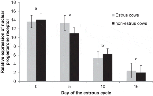 Figure 3. Relative expression of progesterone receptor on Days 0, 5, 10, and 16 of the estrous cycle for cows in the estrus and non-estrus groups. Days having different superscripts are different (ab and acP < 0.01; bcP = 0.07).