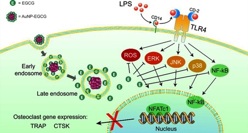 Figure 9 Schematic diagram of functional GNPs covered with EGCG and their possible mechanisms for preventing osteoclastogenesis.Abbreviations: LPS, lipopolysaccharides; CD, cluster of differentiation; TLR, Toll-like receptors; ROS, reactive oxygen species; NF-κB, nuclear factor kappa-light-chain-enhancer of activated B cells; ERK, extracellular regulated protein kinases; JNK, c-Jun N-terminal kinases; NFATc1, nuclear factor of activated T-cells cytoplasmic 1; TRAP, tartrate-resistant acid phosphatase; CTSK, cathepsin K.