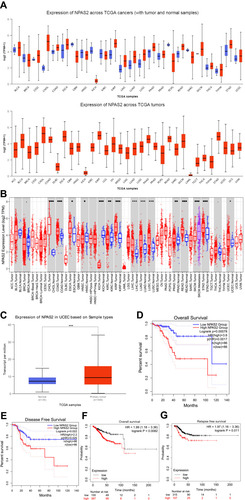 Figure 1 (A) NPAS2 expression in pan-cancer, analyzed by UALCAN. (B) The expression status of the NPAS2 gene in pan-cancer through TIMER. *P < 0.05; **P < 0.01; ***P < 0.001. (C) Based on the TCGA dataset, we also analyzed the expression level of NPAS2 protein between normal tissue and primary tissue of UCEC by UALCAN. (D and E) Prognostic value of NPAS2 mRNA level in UCEC, analyzed by GEPIA. (F and G) Prognostic value of NPAS2 mRNA level in UCEC, analyzed by Kaplan–Meier plotter.