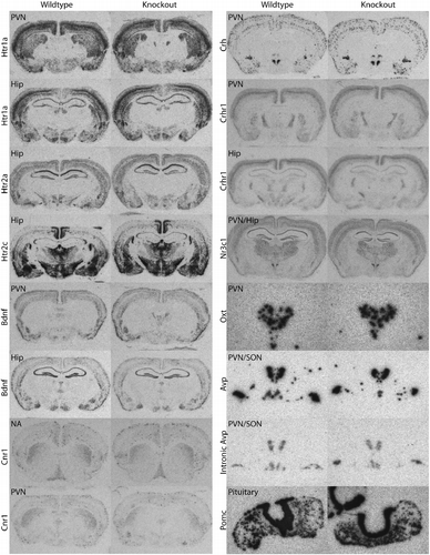 Figure 3.  Representative ISHH photomicrographs of gene expression in brain and pituitary of male Avpr1b KO and wild-type mice. Riboprobes corresponding to the following sequences were used: 5-HT1a receptor (Htr1a) (bp1230–1597 of Genbank Accession number NM_008308), 5-HT2a receptor (Htr2a) (bp1884–2492 of Acc#NM_172812), 5-HT2c receptor (Htr2c) (bp1435–1965 of Acc#NM_008312), brain-derived neurotrophic factor (Bdnf) (bp310–822 of Acc#AK017559), cannabinoid CB1R (Cnr1) (bp728–1040 of Acc#Y18374), Crh (bp101–686 of Acc#205769), type 1 Crh receptor (Crhr1) (bp160–528 of Acc#NM_007762), glucocorticoid receptor (Nr3c1) (bp439–958 of Acc#X04435), Oxt (bp1753–1865 of Acc# M88355), Avp (bp2966–3388 of Acc# M88354), intronic Avp (bp1965–2406 of Acc#M88354) and pro-opiomelanocortin (Pomc) (bp145-620 of Acc#V01529). The intronic Avp probe was targeted towards intron 1 of the Avp/neurophysin II gene to reflect heteronuclear RNA expression levels. These probes were obtained by PCR using genomic DNA, or brain (Crhr1, Crh, Bdnf, Avp and Oxt) or pituitary (Pomc) cDNA from 129 Sv mouse tissue as template. Restriction sites were incorporated into the 5′ ends of PCR primers to facilitate cloning of the PCR product into vector pGEM4Z. The integrity of all riboprobes was verified by DNA sequencing. ISHH on 12 μm sections with 35S-labelled riboprobes was performed as in ref. (Lolait et al. Citation2007a). Sections were exposed to X-ray film (Hyperfilm MP, Amersham; GE Healthcare, Little Chalfont, UK) for hours (Pomc, Avp & Oxt) to weeks. Sections hybridised with the corresponding sense probes gave negligible, background staining (not shown). Brain regions shown include the nucleus accumbens (NA), PVN, supraoptic nucleus (SON) and the HIP. Sections of brain hybridised with the Nr3c1 probe were cut at a greater pitch around a mediolateral axis to obtain both HIP and PVN in one slice. Photomicrographs were taken at 6.3 × magnification and resized for publication (except Oxt, Avp and intronic Avp probes which are magnified appropriately to show the PVN or PVN/SON in greater detail).
