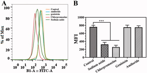 Figure 4. Internalization mechanism of the Cur@HFn. (A) Flow cytometry results with different endocytosis inhibitors and (B) analysis of the average fluorescence intensity (MFI) according to section A, ***p< .001.