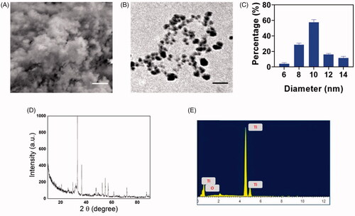 Figure 1. Structural characterization of DMSA-TiO2. (A) SEM image of DMSA-TiO2. Scale bar 100 µm. (B) TEM image of DMSA-TiO2. Scale bar 50 nm. (C) Hydrodynamic parameter of DMSA-TiO2 examined by light scattering (DLS) methods. (D) Powder-XRD pattern of DMSA-TiO2. (F) Elemental mapping analysis (EDX) images of DMSA-TiO2. EDX data reveals that the formation of DMSA-TiO2.