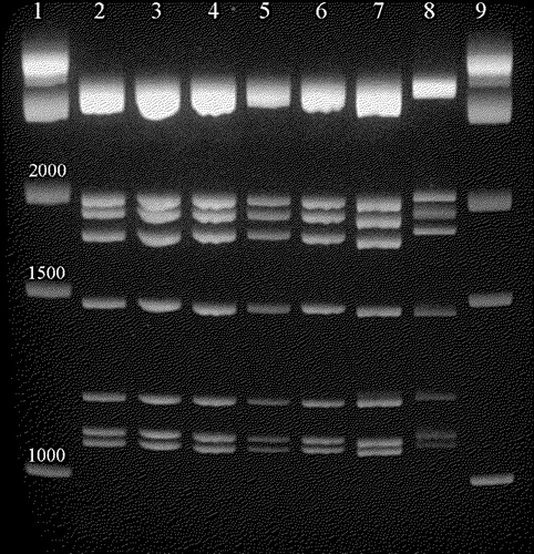 Figure 2. Electropherotype comparing selected turkey-origin and chicken-origin reovirus dsRNA genomes. Lanes 1 and 9, 1 kb DNA ladder (1 kb, 1.5 kb and 2 kb bands are indicated); lane 2, S1133 genome; lane 3, 1733 genome; lane 4, TX/98 genome; lane 5, NC/85 genome; lane 6, TX/99 genome; lane 7, NC/98 genome; lane 8, NC/SEP-R44/03 genome.